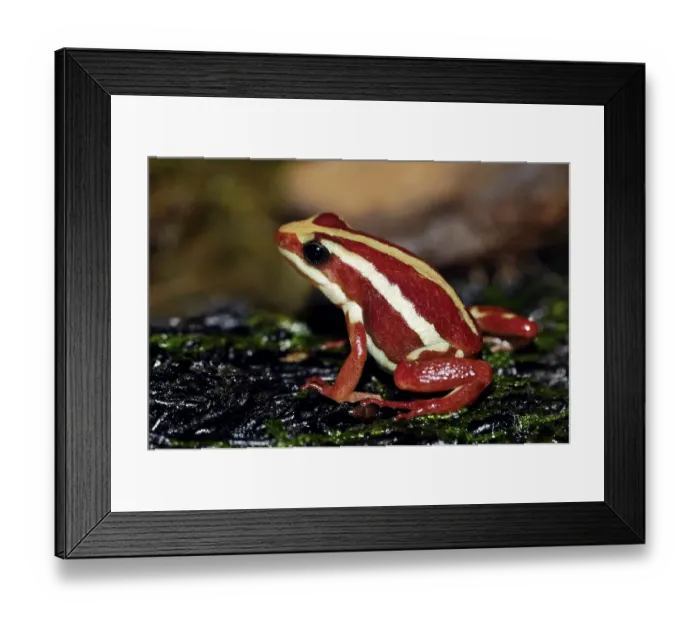 Framed Print : Phantasmal Poison Frog, Phantasmal Poison-arrow Frog (Epipedobates tricolor) Framed Print : Phantasmal Poison Frog, Phantasmal Poison-arrow Frog (Epipedobates tricolor)