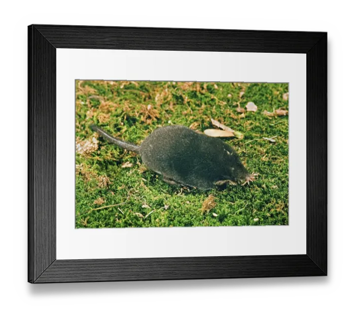 Framed Print : Star-nosed Mole (Condylura cristata) adult