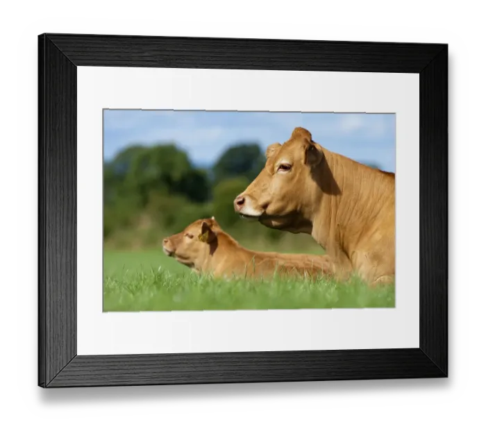 Framed Print : Domestic cattle, Limousin cattle and calf
