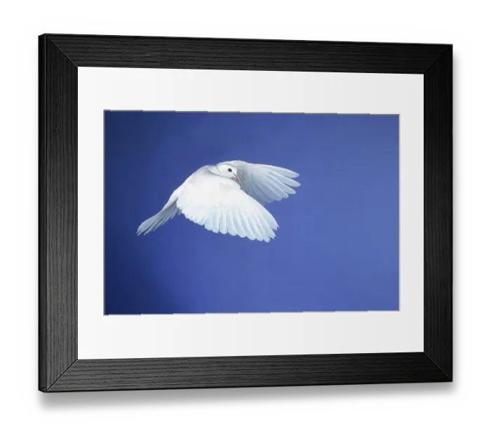 Framed Print : WHITE DOVE FLYING, SYMBOLIC IMAGE FOR PEACE Framed Print : WHITE DOVE FLYING, SYMBOLIC IMAGE FOR PEACE