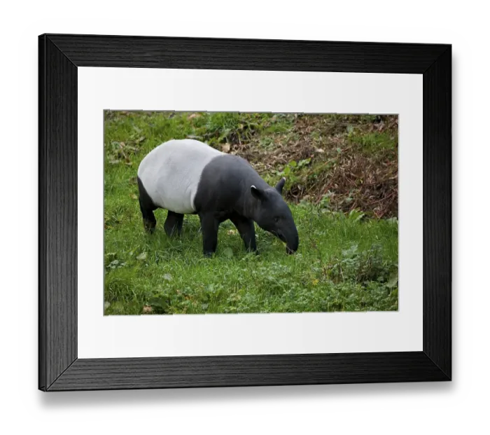 Framed Print : Malayan Tapir (tapirus indicus), Adult Framed Print : Malayan Tapir (tapirus indicus), Adult