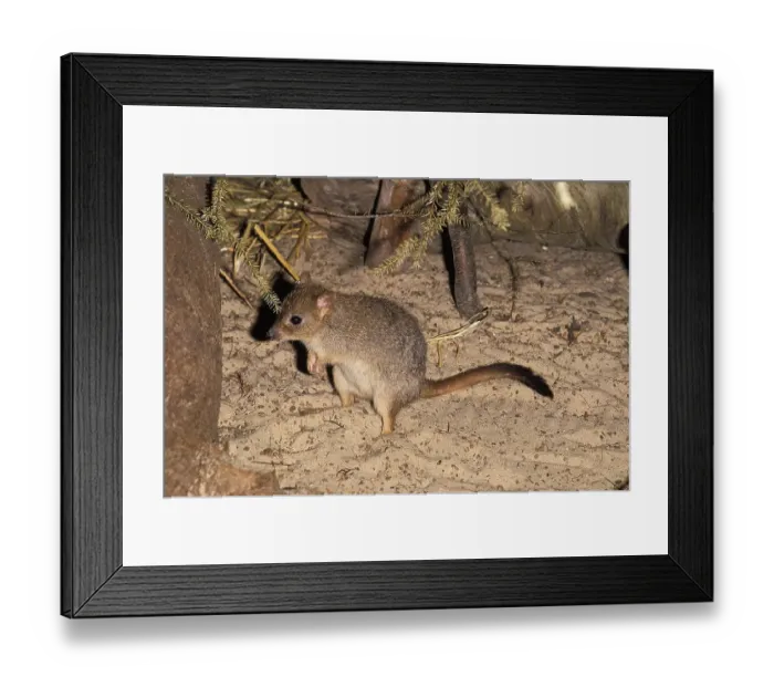 Framed Print : Brush Tailed Bettong (bettongia penicillata)