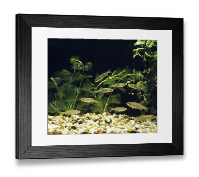 Framed Print : Aquarium with pearl belly fish
