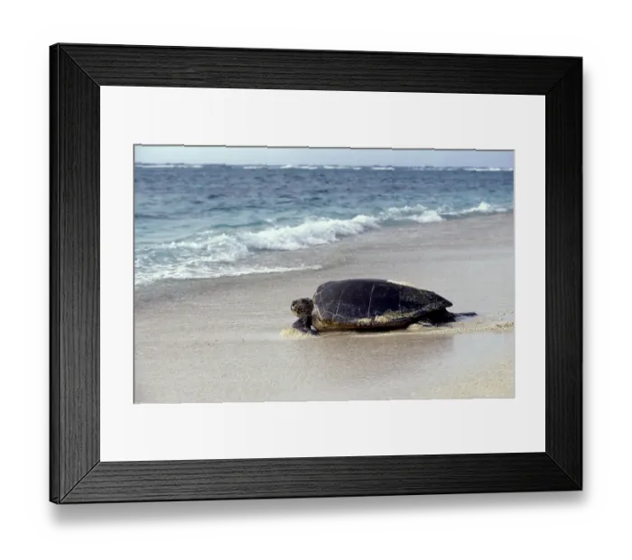 Framed Print : LOGGERHEAD SEA TURTLE (caretta caretta)