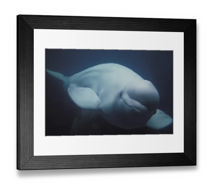 Framed Print : BELUGA WHALE (delphinapterus leucas) OR WHITE WHALE Framed Print : BELUGA WHALE (delphinapterus leucas) OR WHITE WHALE