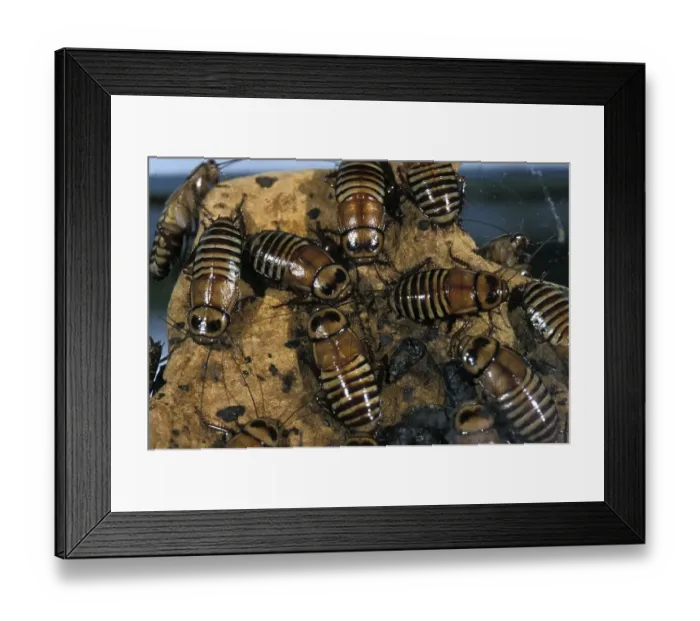 Framed Print : Cockroachs in Africa
