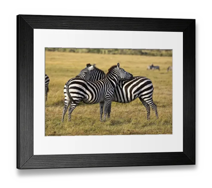 Framed Print : BURCHELL'S ZEBRA (equus burchelli) Framed Print : BURCHELL'S ZEBRA (equus burchelli)