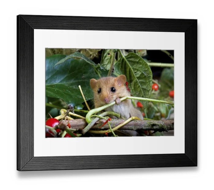 Framed Print : Common Dormouse (muscardinus avellanarius)