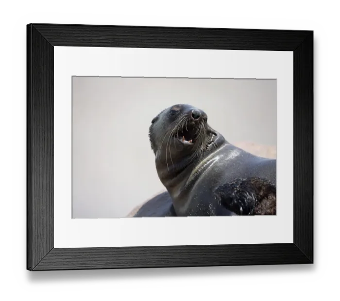 Framed Print : SOUTH AFRICAN FUR SEAL (arctocephalus pusillus) Framed Print : SOUTH AFRICAN FUR SEAL (arctocephalus pusillus)