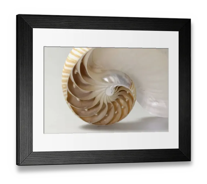 Framed Print : Nautilus (Nautilus pompilius), l