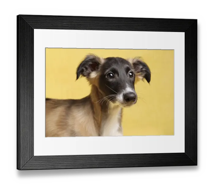 Framed Print : Silken Windsprite puppy, portrait, Germany, Europe Framed Print : Silken Windsprite puppy, portrait, Germany, Europe