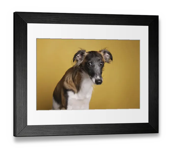 Framed Print : Silken Windsprite, male, looking sad, loyal