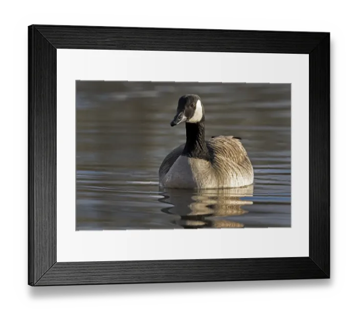 Framed Print : Canada Geese (Branta canadensis) in water Framed Print : Canada Geese (Branta canadensis) in water