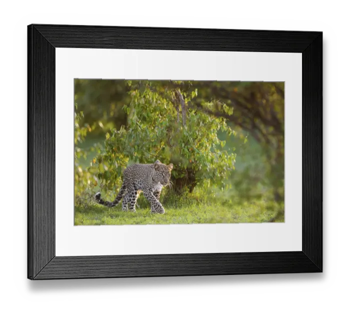 Framed Print : Leopard (Panthera pardus) stalking