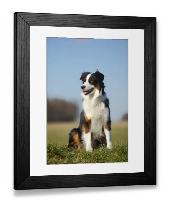Framed Print : Australian Shepherd, bitch, black-tri