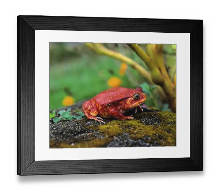 Framed Print : Tomato frog (Dyscophus antongilii)