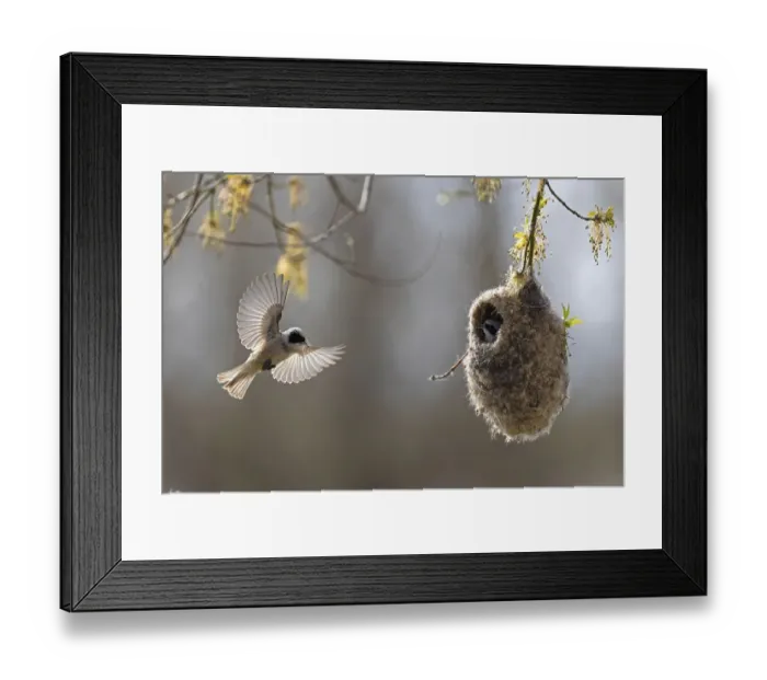 Framed Print : Eurasian penduline tit (Remiz pendulinus) Framed Print : Eurasian penduline tit (Remiz pendulinus)