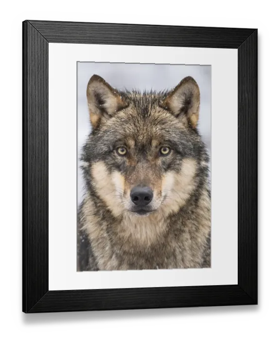 Framed Print : Grey Wolf (Canis lupus) Framed Print : Grey Wolf (Canis lupus)