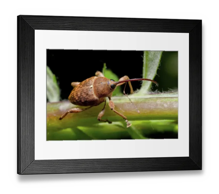 Framed Print : Nut weevil (Curculio nucum), weevil