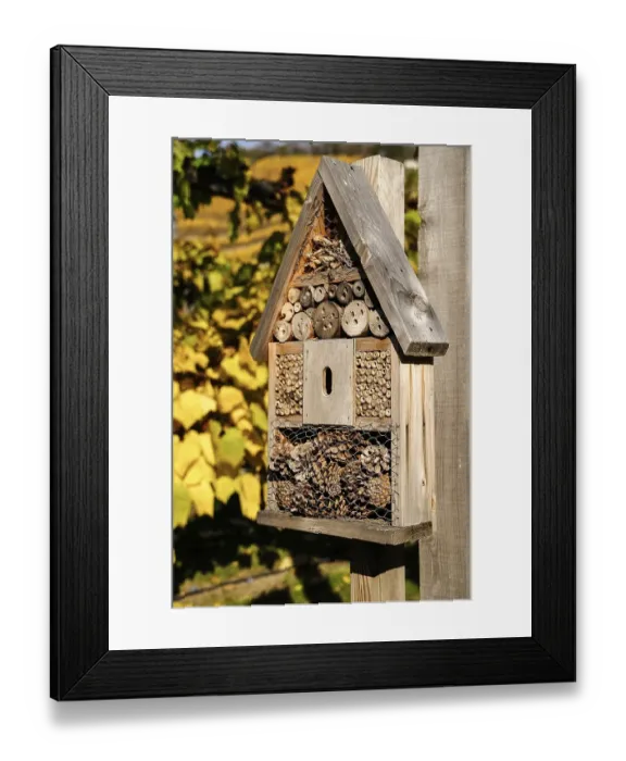 Framed Print : Insect hotel in vineyard, Saxony, Germany, Europe