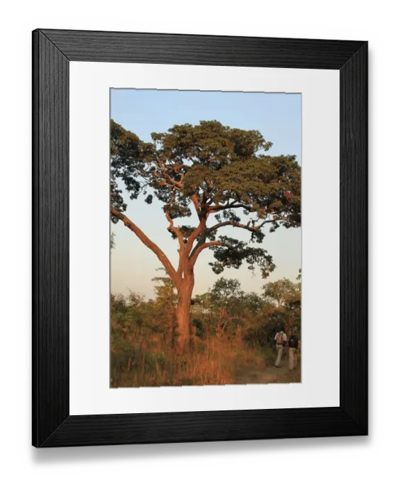 Framed Print : Miombo tree, Brachystegia spec
