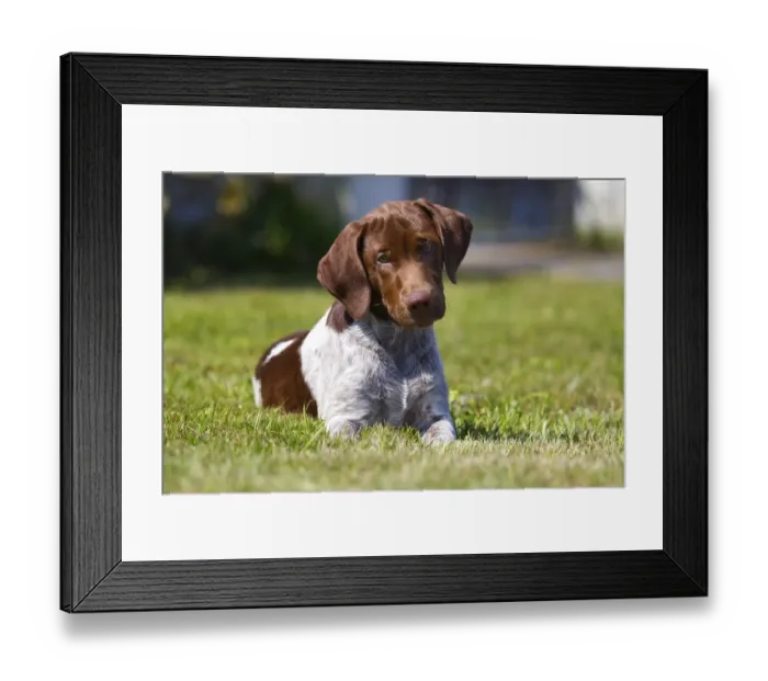 Framed Print : Muensterlaender mixed breed puppy