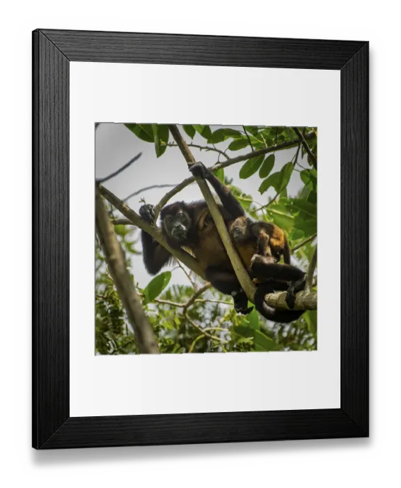 Framed Print : Howler Monkey (Alouatta), mother with child watching the action on the ground