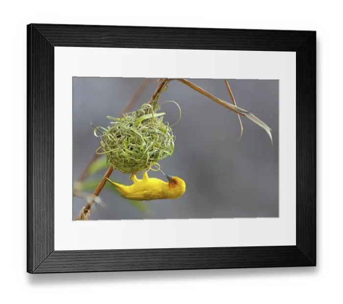 Framed Print : Eastern Golden Weaver (Ploceus subaureus) Framed Print : Eastern Golden Weaver (Ploceus subaureus)