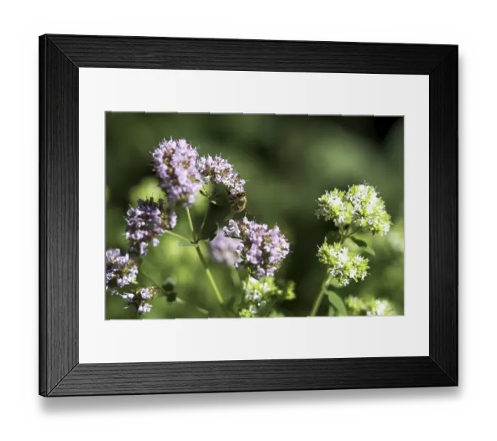 Framed Print : Honey bee on a common thyme (Thymus vulgaris) Framed Print : Honey bee on a common thyme (Thymus vulgaris)
