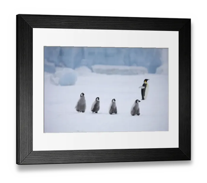 Framed Print : Emperor penguins (Aptenodytes forsteri)