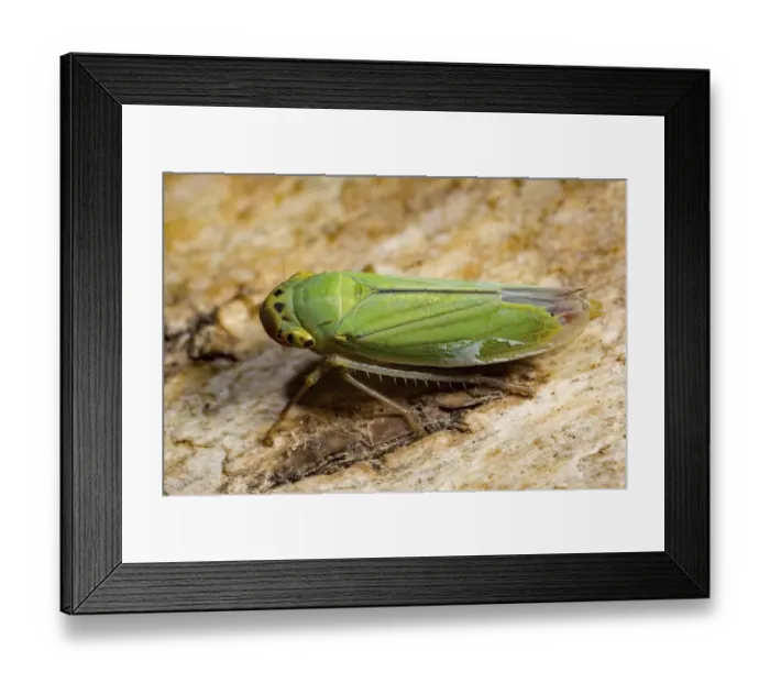 Framed Print : Green leafhopper (Cicadella viridis) Framed Print : Green leafhopper (Cicadella viridis)