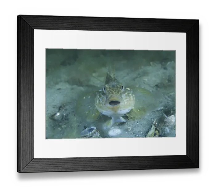 Framed Print : Round goby (Neogobius melanostomus)