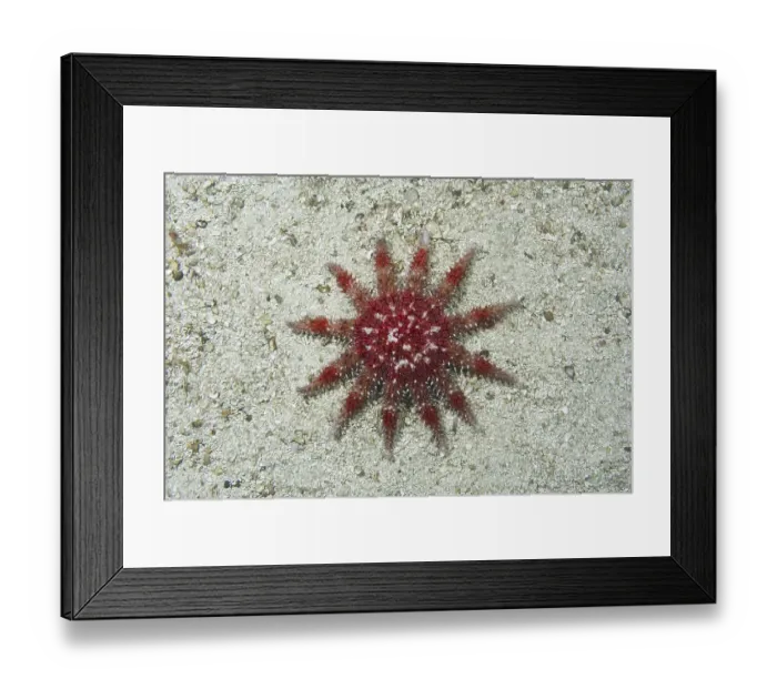 Framed Print : Common Sun Star (Crossaster papposus) on sandy bottom Framed Print : Common Sun Star (Crossaster papposus) on sandy bottom