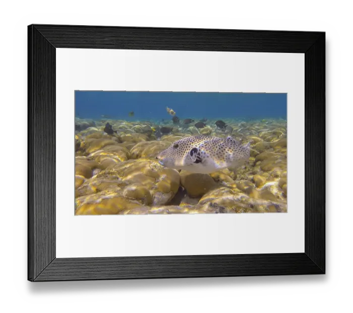Framed Print : Pufferfish (Arothron stellatus) swims over hard corals colony Porites in the morning sun rays Framed Print : Pufferfish (Arothron stellatus) swims over hard corals colony Porites in the morning sun rays