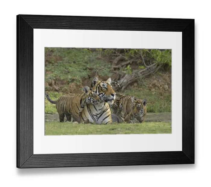 Framed Print : Bengal Tigers (Panthera tigris tigris)