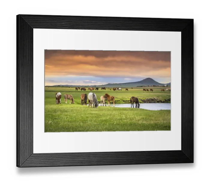 Framed Print : Horses grazing on the banks of the stream in summer