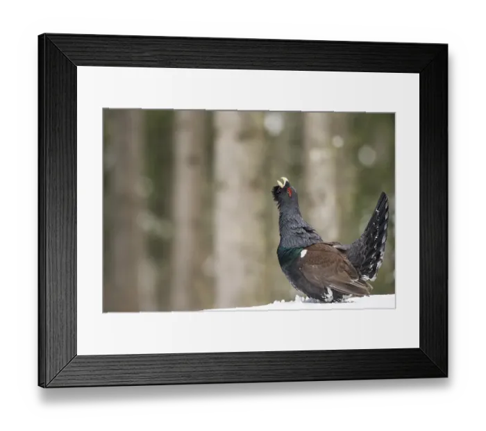 Framed Print : Capercaillie (Tetrao urogallus) during courtship in forest