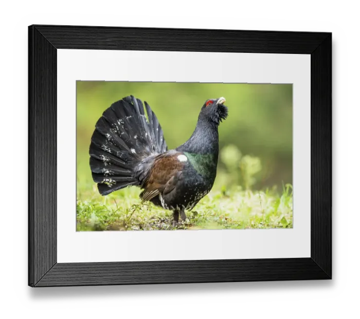 Framed Print : Western capercaillie (Tetrao urogallus) Framed Print : Western capercaillie (Tetrao urogallus)