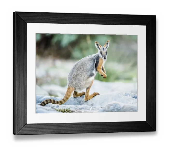 Framed Print : Yellow-footed rock-wallaby (Petrogale xanthopus)