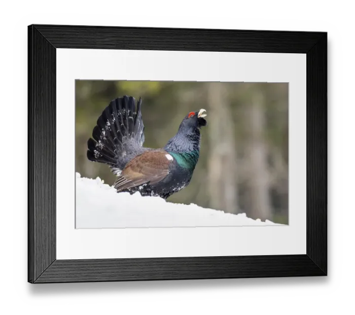 Framed Print : Western capercaillie (Tetrao urogallus)