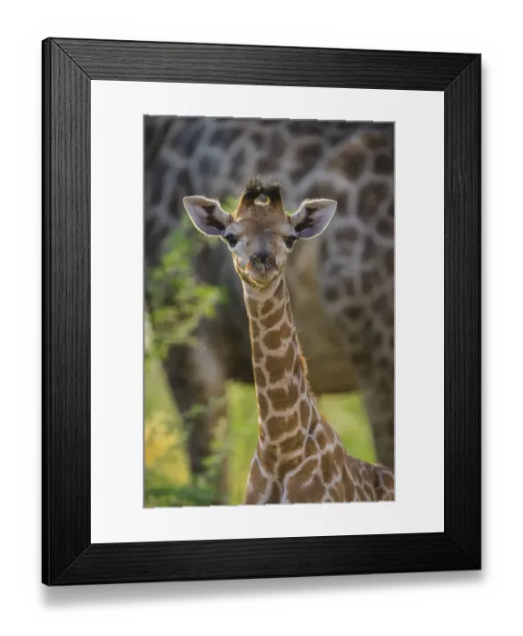 Framed Print : Angolan Giraffe (Giraffa camelopardalis angolensis) Framed Print : Angolan Giraffe (Giraffa camelopardalis angolensis)
