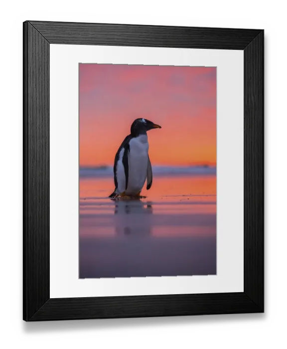 Framed Print : Gentoo penguin (Pygoscelis papua) on the beach at dawn Framed Print : Gentoo penguin (Pygoscelis papua) on the beach at dawn