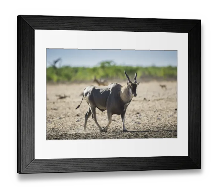 Framed Print : Common eland (Taurotragus oryx) male