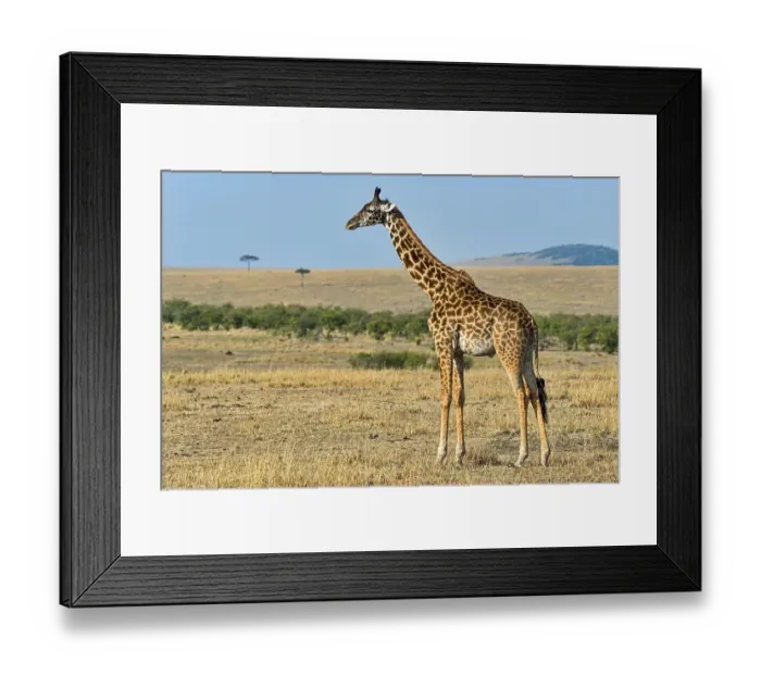 Framed Print : Giraffe (Giraffa camelopardalis)