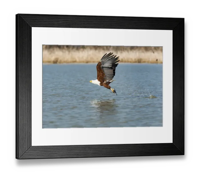 Framed Print : African fish eagle (Haliaeetus vocifer) with prey