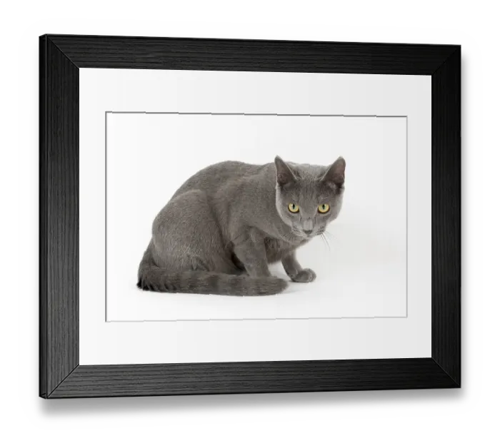 Framed Print : Purebred Cat Russian Blue (Felis silvestris catus)