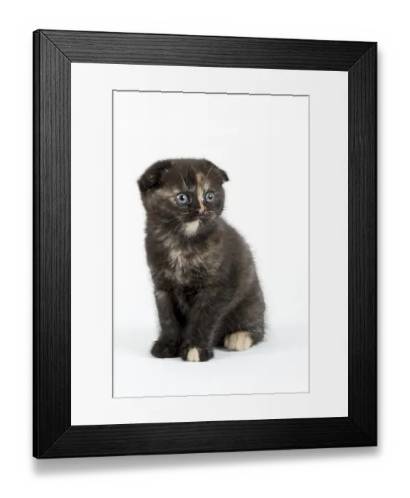 Framed Print : Scottish Fold (Felis silvestris catus)