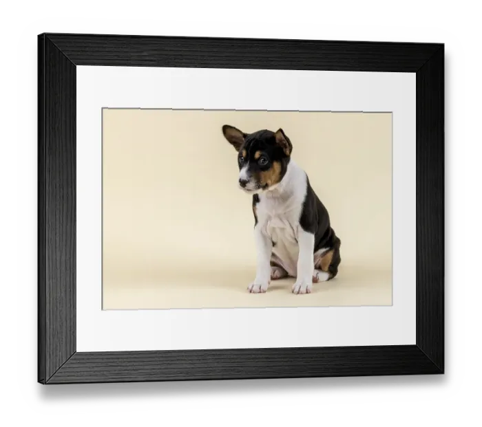 Framed Print : Basenji or Congo Terrier (Canis lupus familiaris)