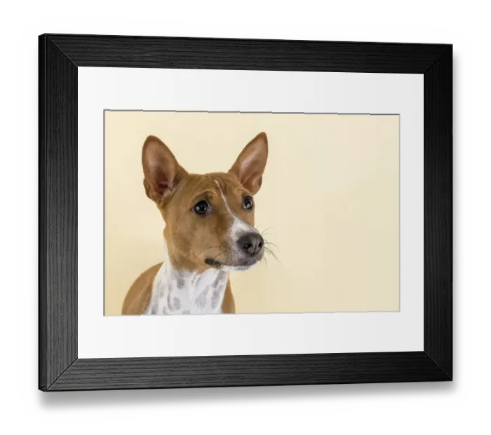 Framed Print : Basenji or Congo Terrier (Canis lupus familiaris)