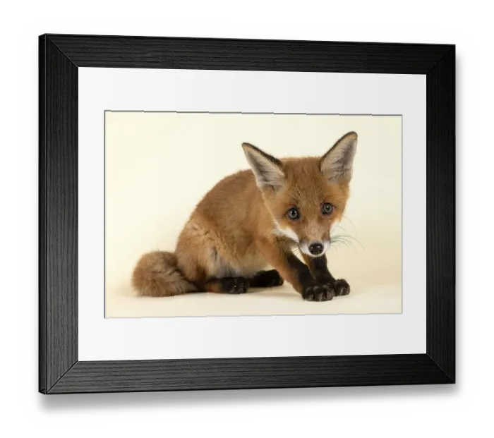 Framed Print : Red fox (Vulpes vulpes), young animal